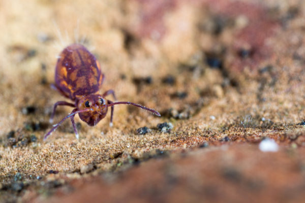 Dicyrtoma fusca