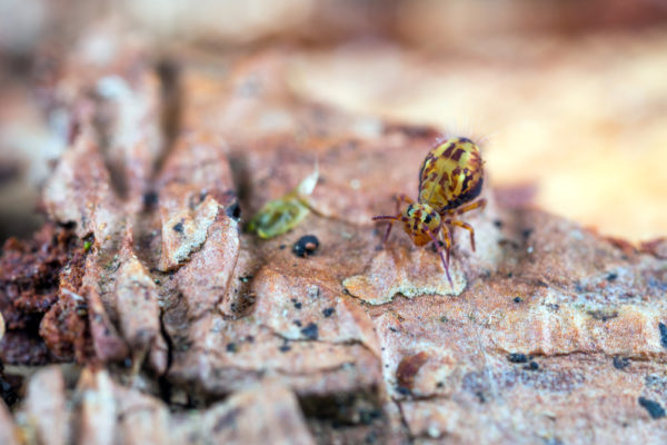 Dicyrtomina saundersi