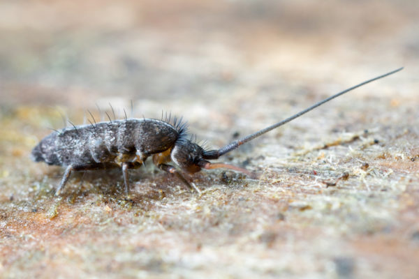 Elongated bodied Springtail