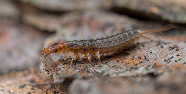 Beetle Larvae MacroPano
