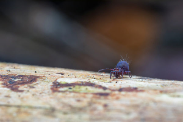 Wee purple one