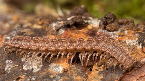 Centipede Stack