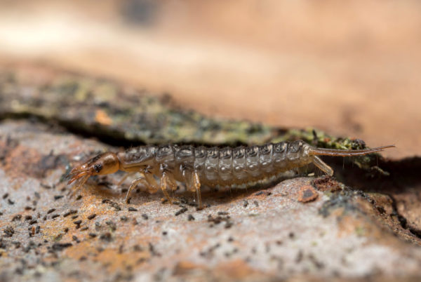 Beetle Larvae Stack