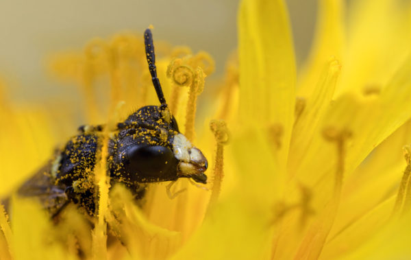 Wallowing in Yellow