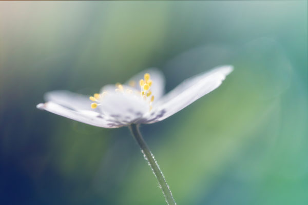 Delicate