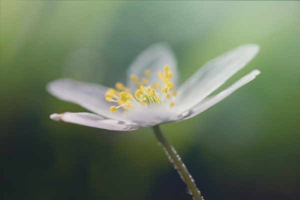 Spring Flower