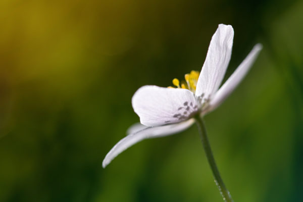 Sunlit Anenome