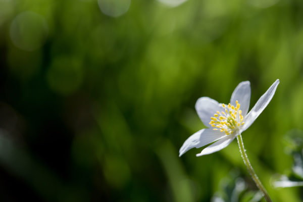Wood Anenome
