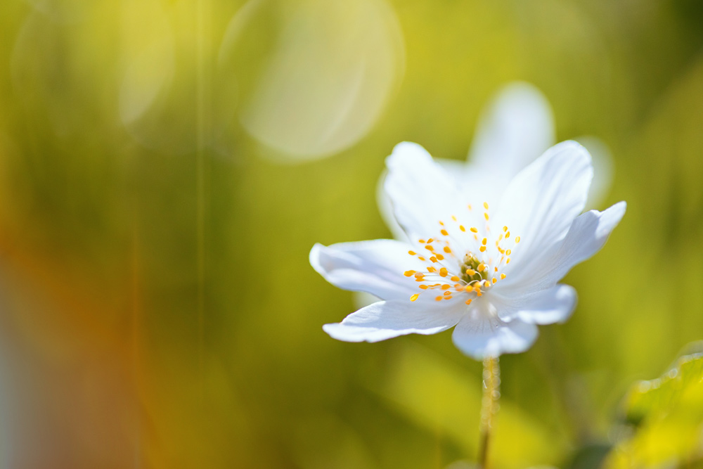 IMAGE: http://www.macro-photo.co.uk/wp-content/uploads/2017/04/CQ9A7468-retx.jpg