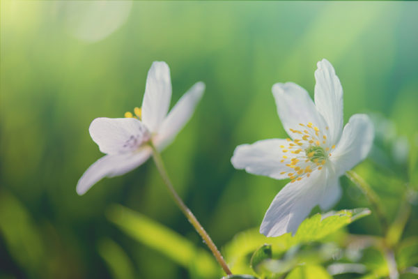Anenomes