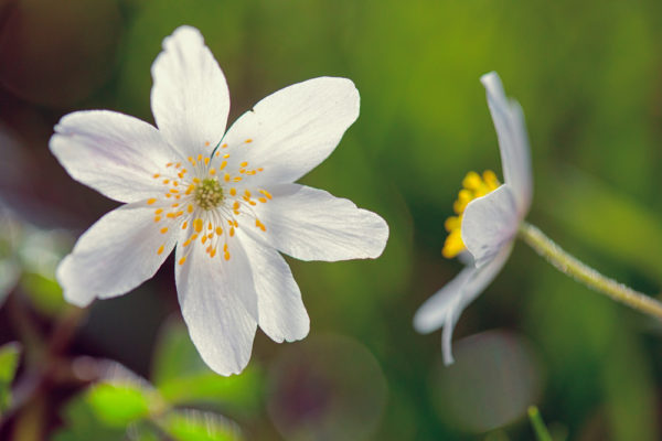 Looking at the petals