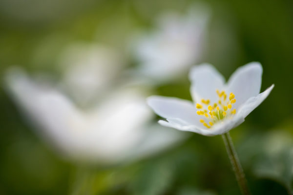Wide Wood Anenomes