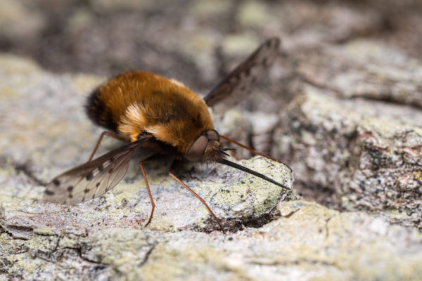 Dotted Bee-fly (Bombylius discolor)