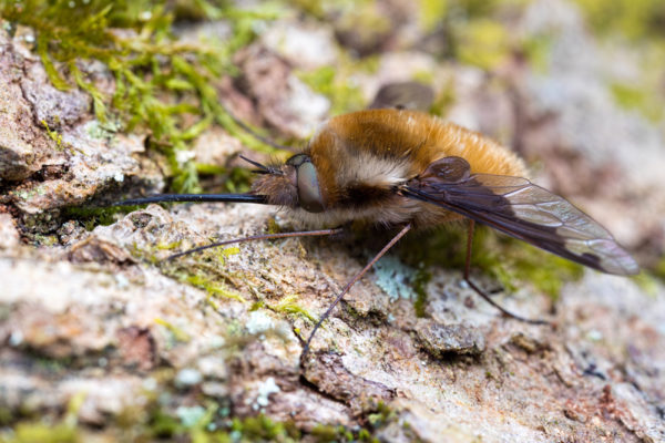 Beefly (Bombylius major)