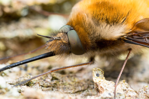 Beefly Eyes