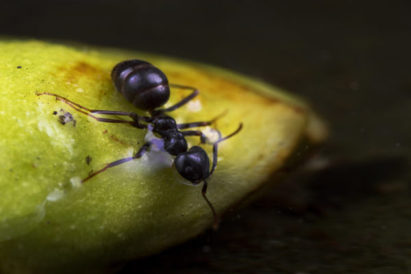 Drinking Ant ?