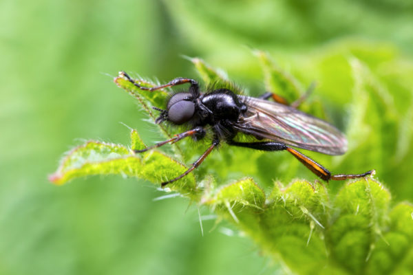 St Mark's Fly