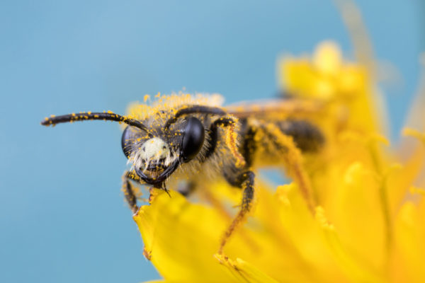 Mining Bee