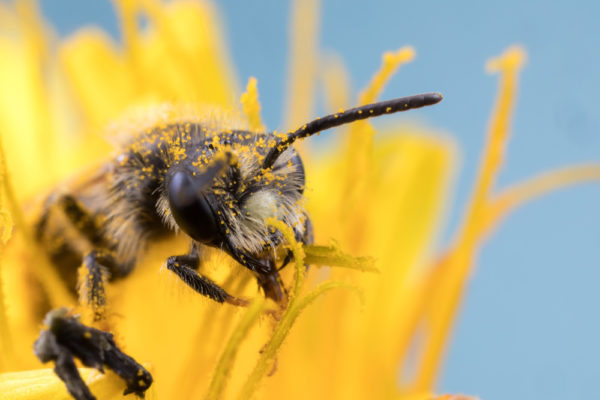 Dandelion Licking