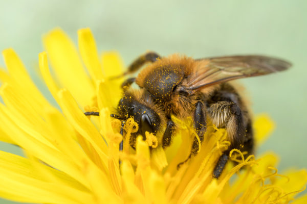 Smelling the Flower