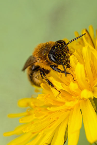 Pollen Face