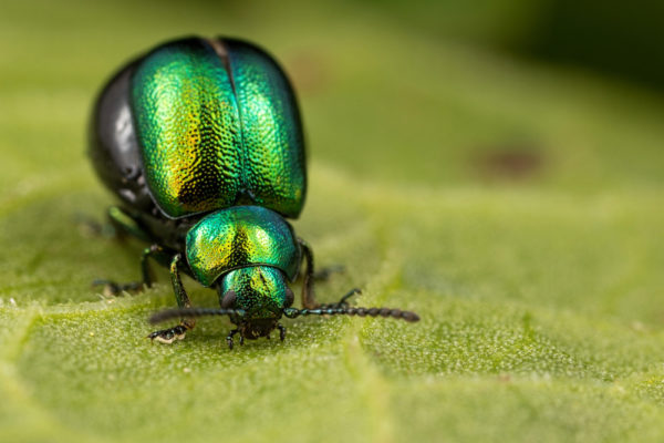 Dock Beetle