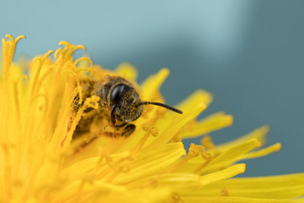 Yellow Heaven
