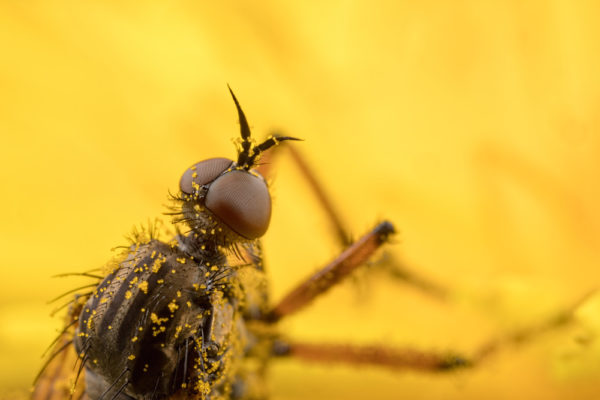 Eyes on Yellow
