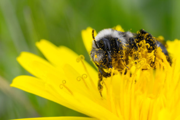 Mining the Pollen