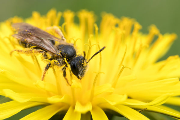 Mining Bee on Dandelion
