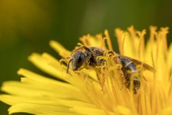Swimming in the flower