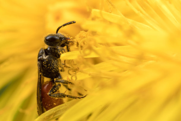 Chewing the Pollen
