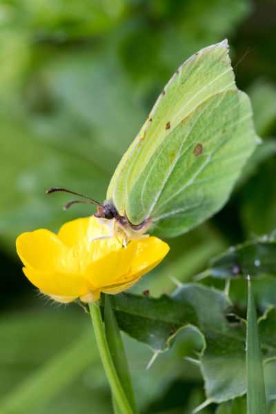 Brimstone on Buttercup