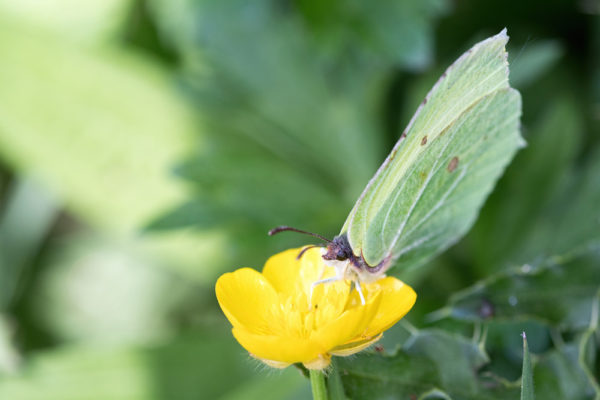 Brimstone on Buttercup (2)