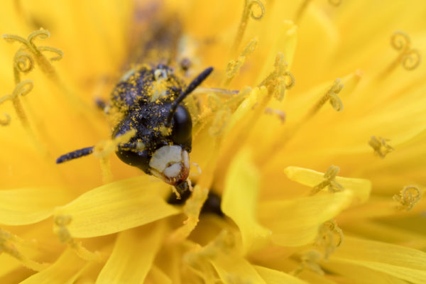 Slurping the nectar