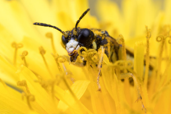 Resting on the Yellow