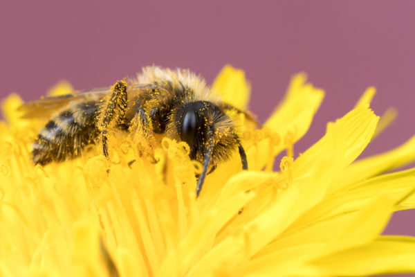 Pollen Legs