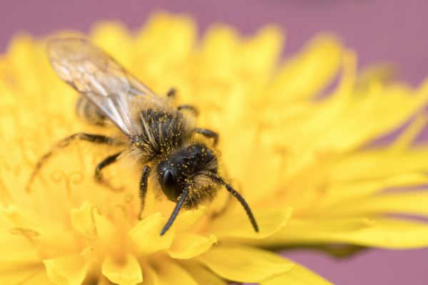 On the Flower
