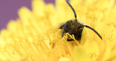 Bee Overload Bee Overload