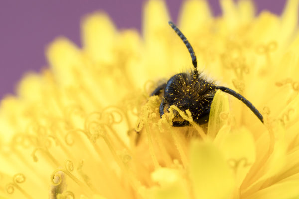 Yellow Heaven