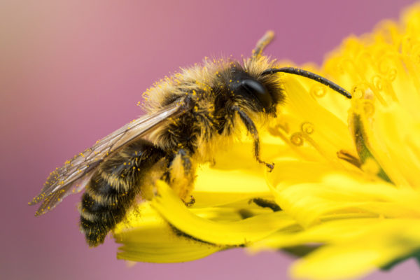 Mining Bee against Pink