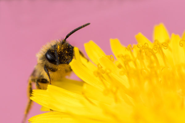 Peering over the flower