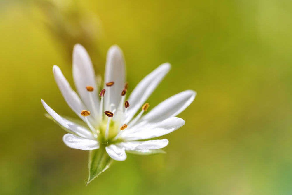 IMAGE: http://www.macro-photo.co.uk/wp-content/uploads/2017/05/CQ9A0438.jpg