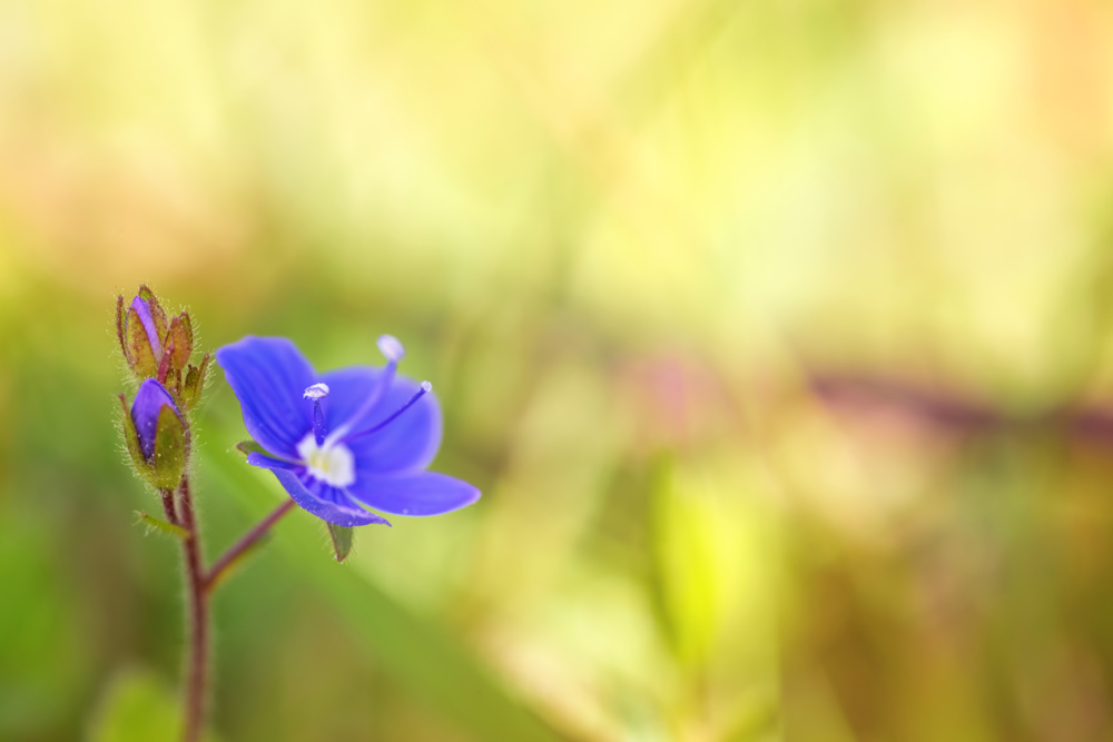 IMAGE: http://www.macro-photo.co.uk/wp-content/uploads/2017/05/CQ9A0491.jpg