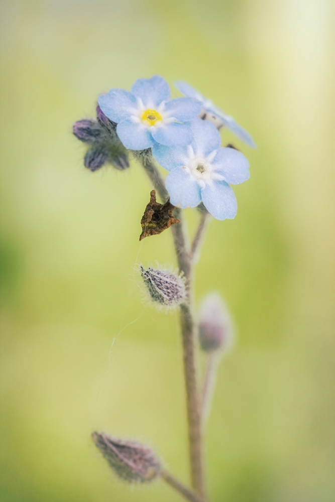 IMAGE: http://www.macro-photo.co.uk/wp-content/uploads/2017/05/CQ9A0503.jpg