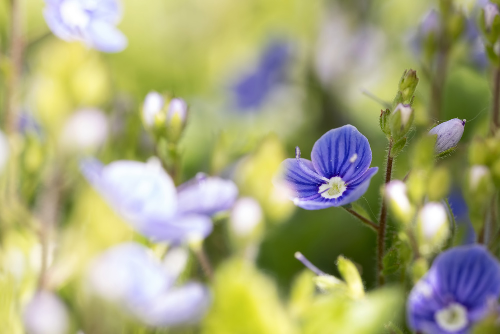 IMAGE: http://www.macro-photo.co.uk/wp-content/uploads/2017/05/CQ9A0544.jpg